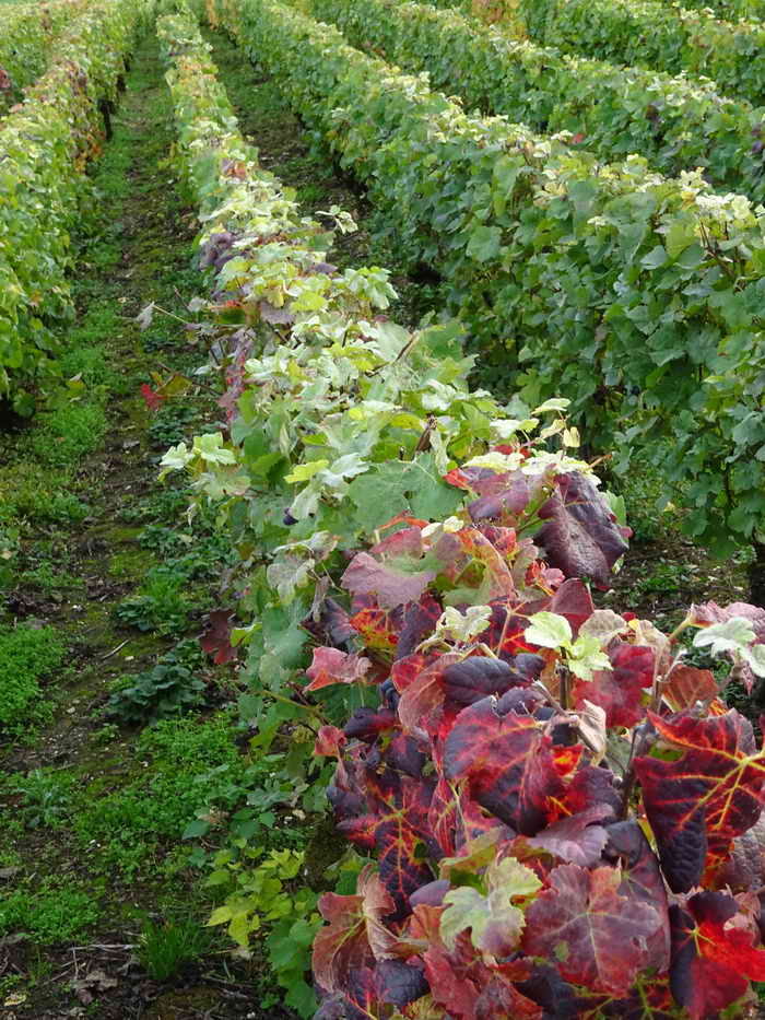 2019 10 12 WE en Champagne_22