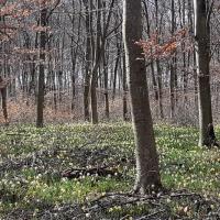 2023 03 19 jonquilles 07