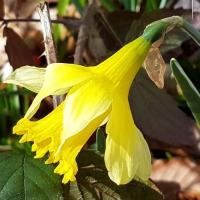2023 03 19 jonquilles 08