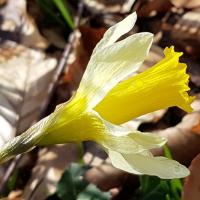 2023 03 19 jonquilles 09