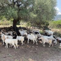 2023 06 11 17 sardaigne 35