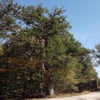 2023 09 10 rando foret de senart 3