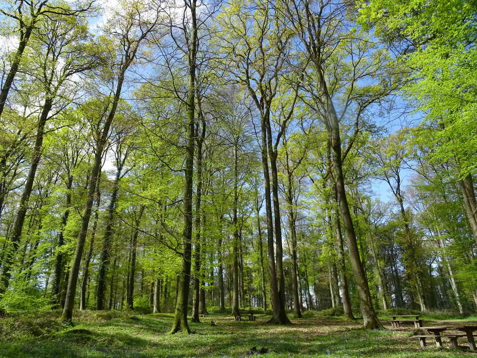 Forêt de Retz 